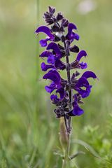 Natur in der Perchtoldsdorfer Heide