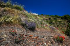 Natur in der Sierra Nevada