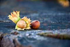 Natur in der Stadt