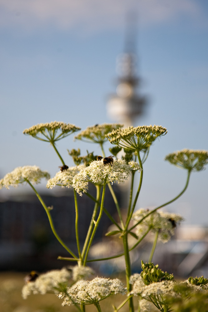 Natur in der Stadt