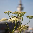 Natur in der Stadt