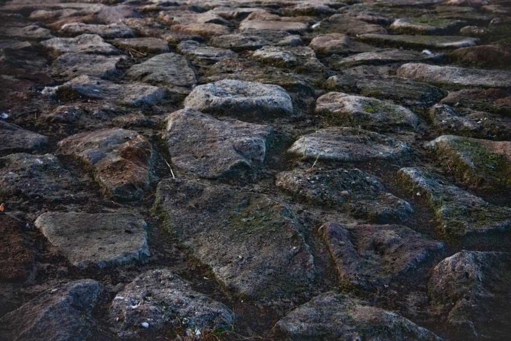 Natur in der Stadt II