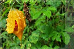 Natur in Equador