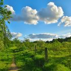 Natur in Flensburg