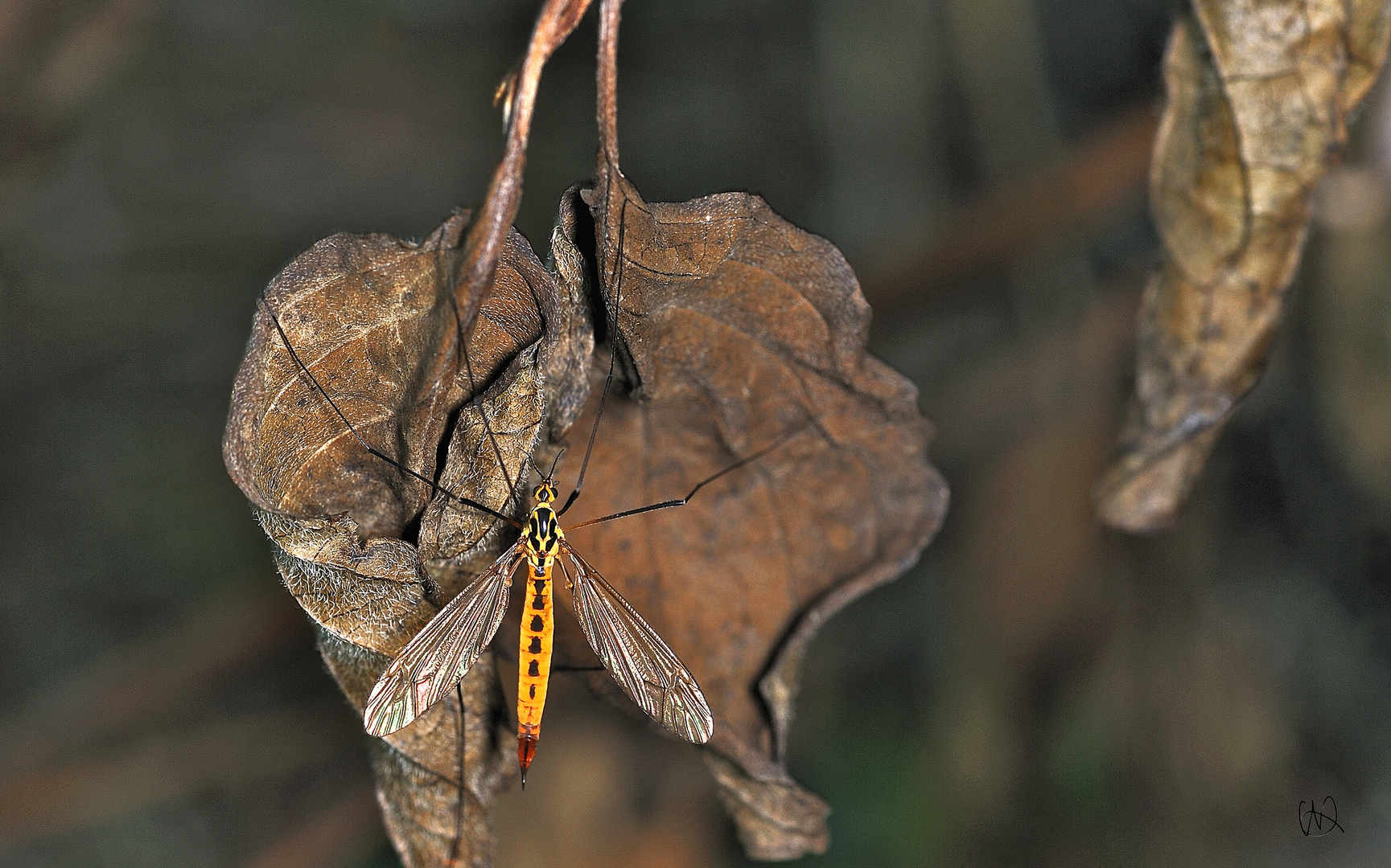 Natur in Focus