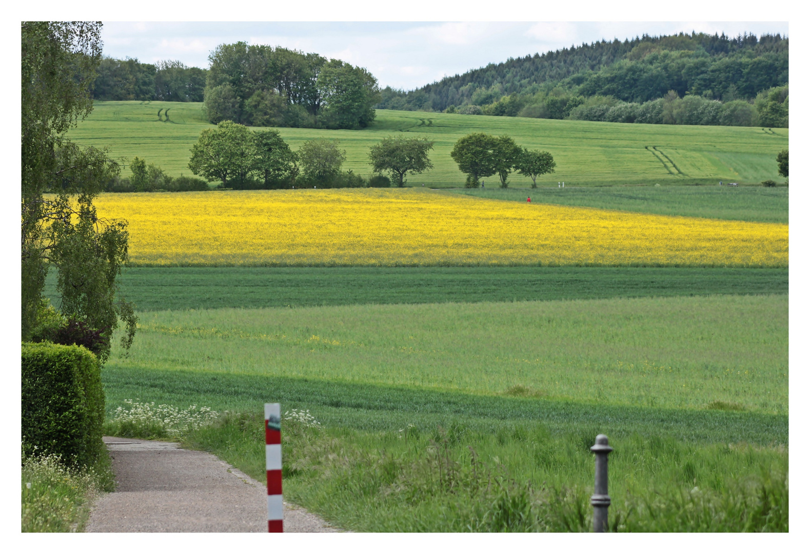 Natur in Gelb und Grün 