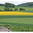 Natur in Gelb und Grün 