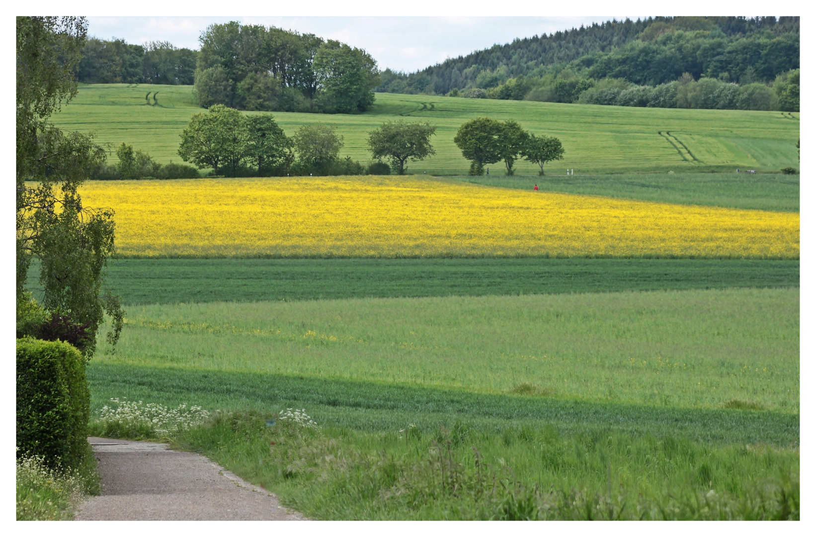 Natur in Gelb und Grün ohne 