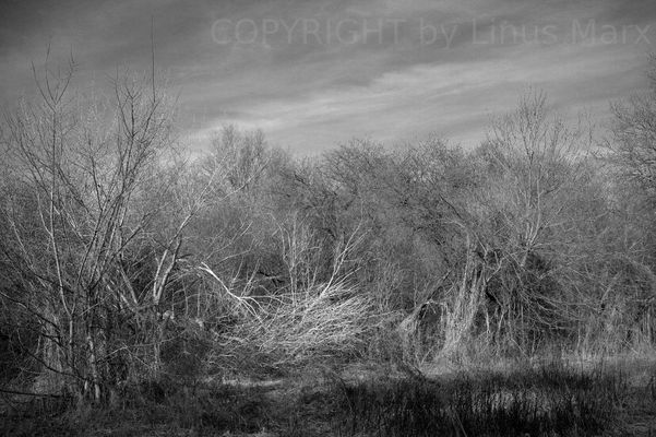 Natur in Grautönen - kurz vor Frühlingsbeginn