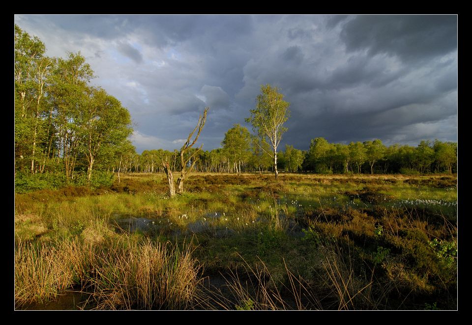 Natur in Hamburg 1 - Duvenstedter Brook