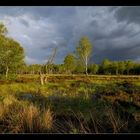 Natur in Hamburg 1 - Duvenstedter Brook