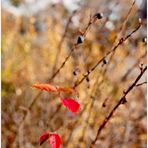 Natur in Herbstfarben