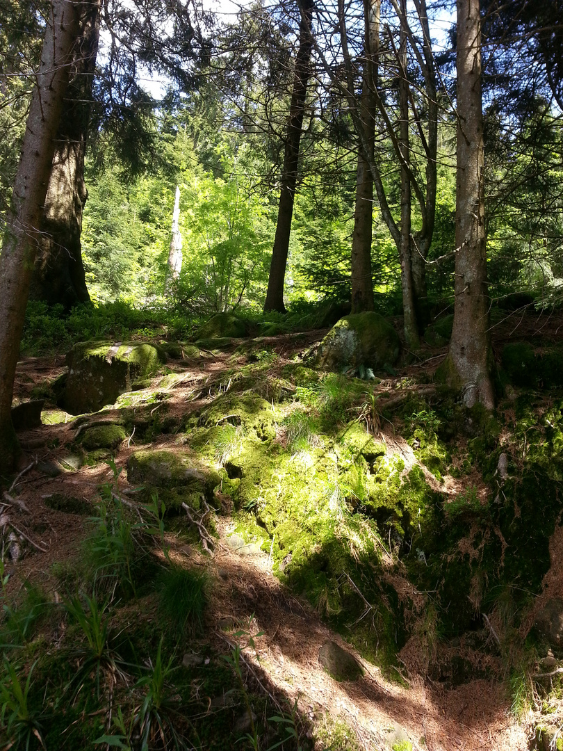 Natur in Hochschwarzwald Mummelsee