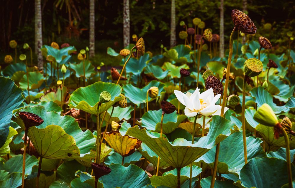 Natur in Hülle und Fülle