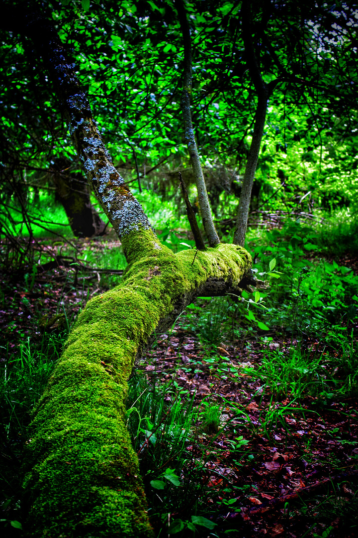 Natur in ihrer schönsten Form