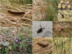 Natur in Lønstrup und Umgebung (3)