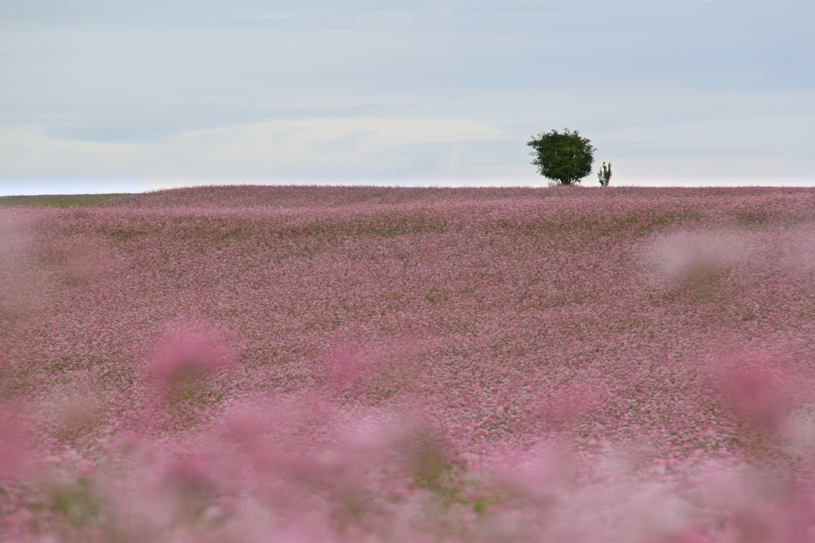 Natur in Mädchenfarbe