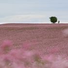 Natur in Mädchenfarbe