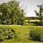 Natur in Middelhagen - Explosion in Grün