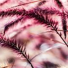 Natur in Pink