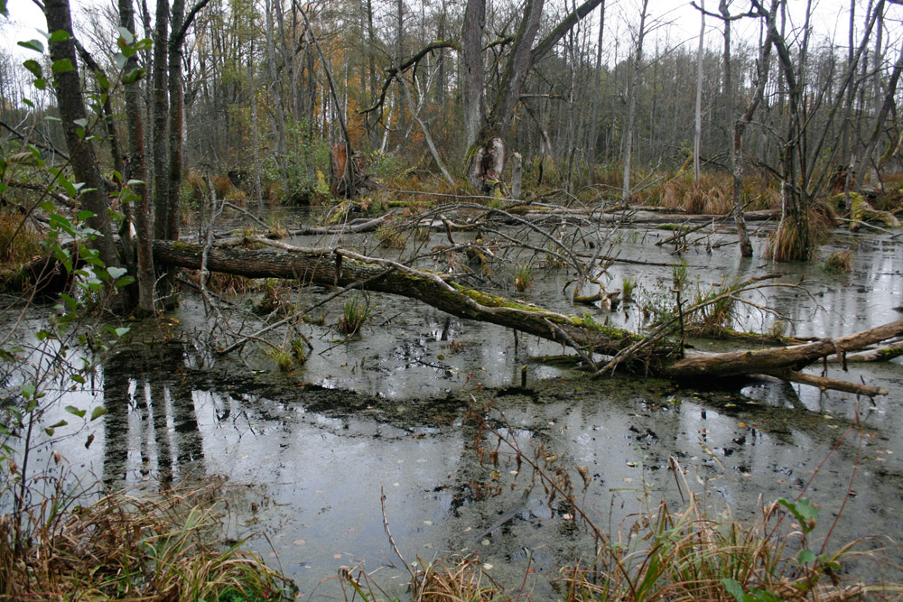 Natur in Polen