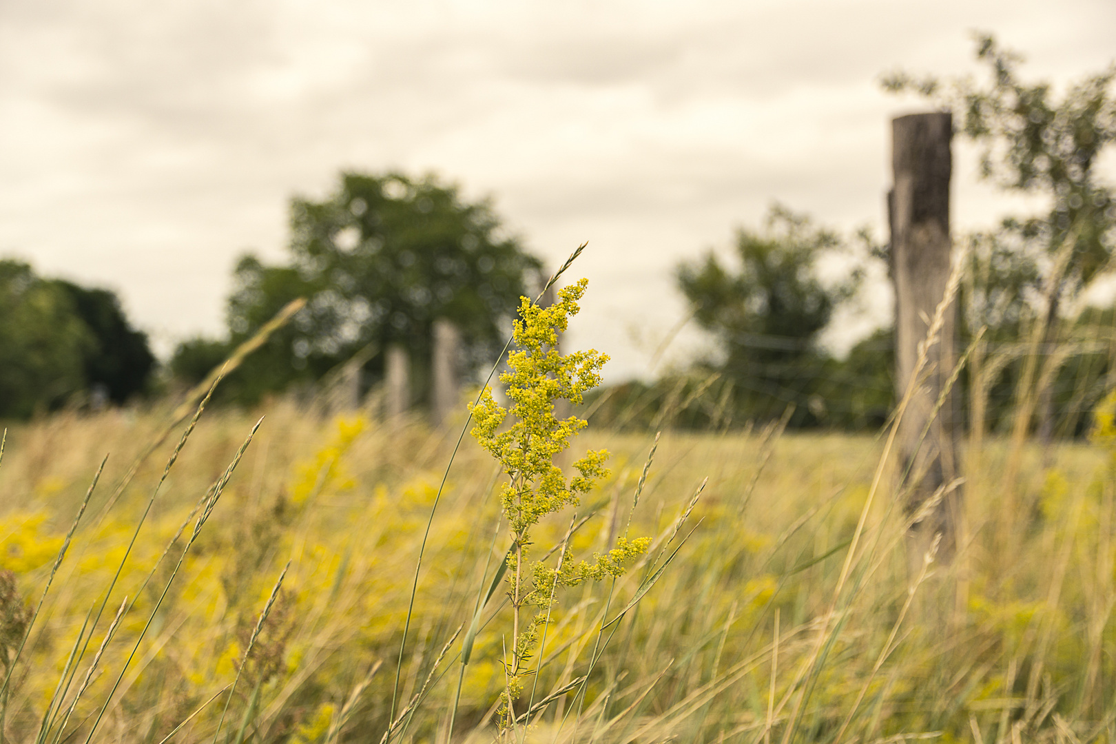 Natur in Purer Form