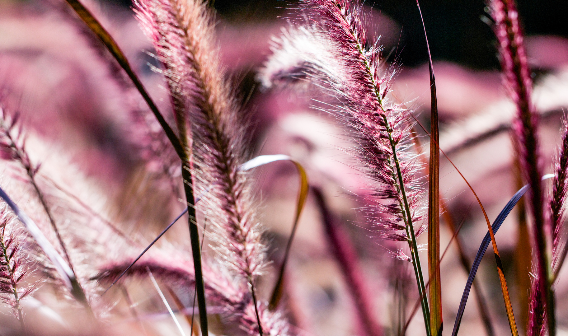 Natur in Rosa