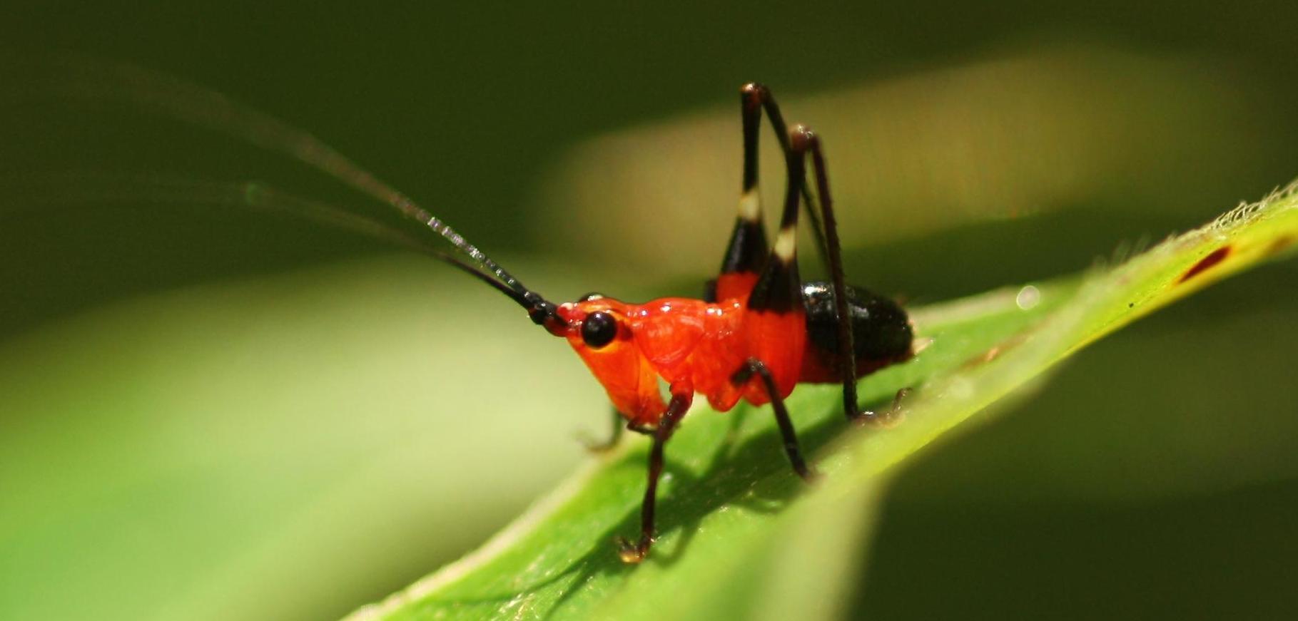 Natur in Rot