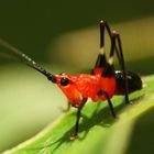 Natur in Rot