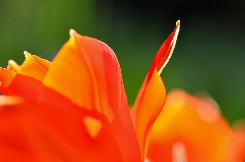 Natur in rot