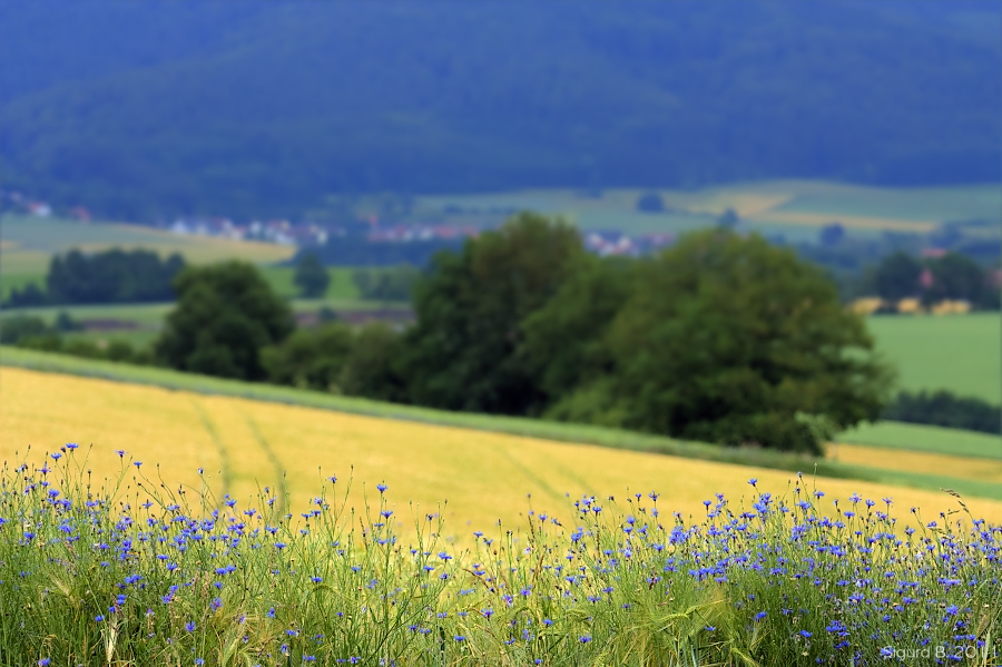 Natur in Schlitz 06