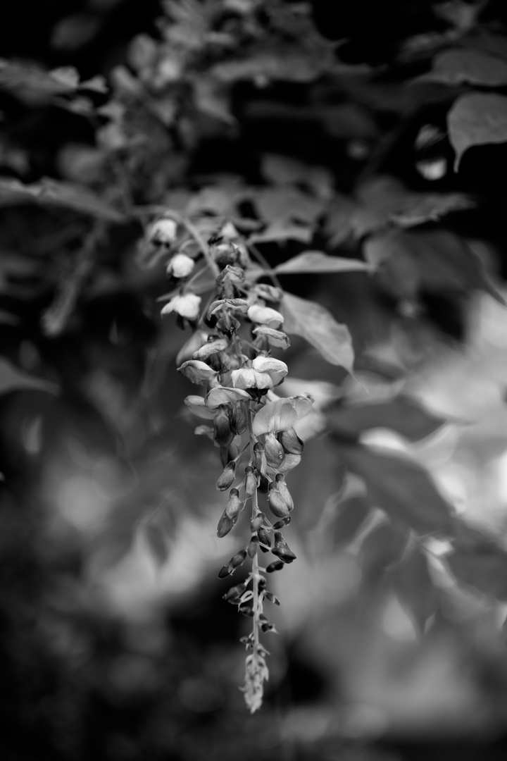 Natur in Schwarz und Weiß