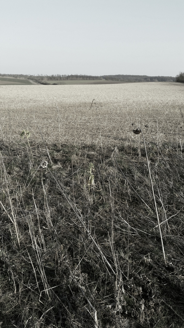 Natur in Schwarz-Weiß