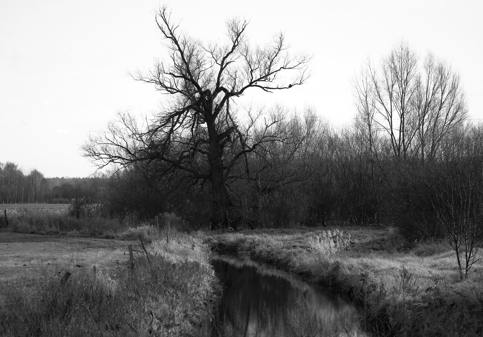 Natur in schw./weiß