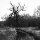 Natur in schw./weiß