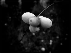 Natur in SW