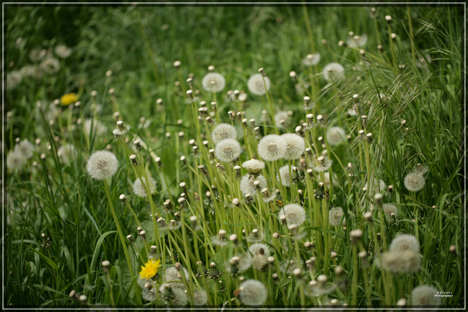 Natur in Wissembourg