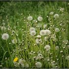 Natur in Wissembourg