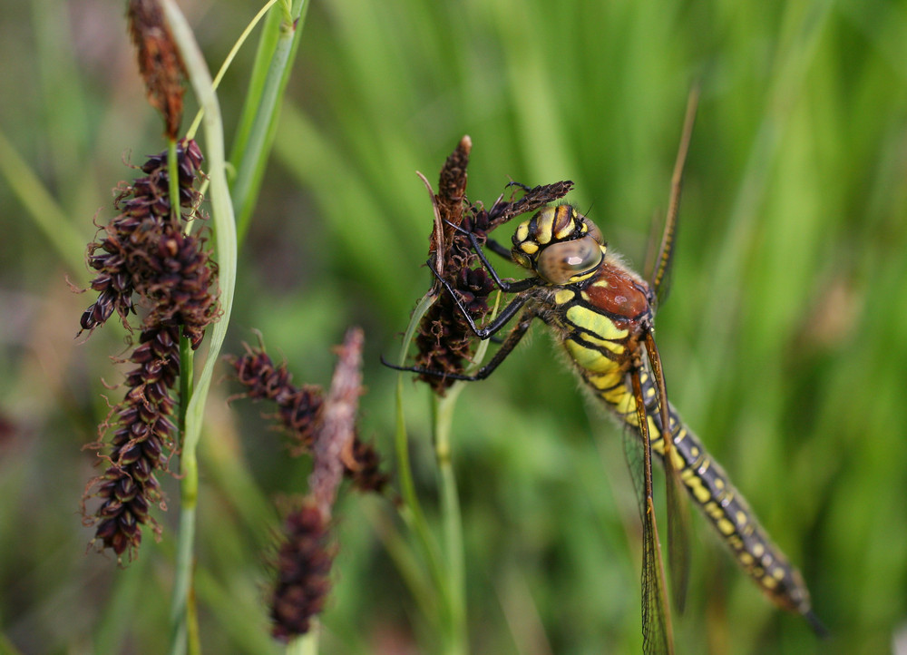 Natur Instinkte