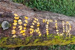 NATUR ist bei mir gross geschrieben