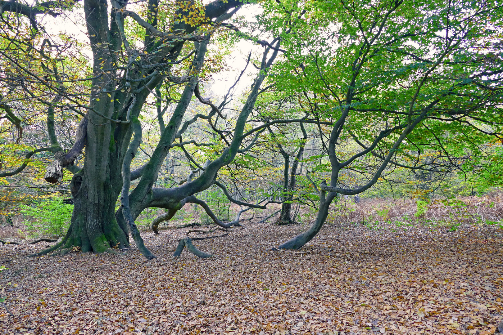 Natur ist erfinderisch