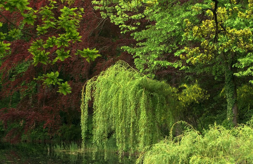 Natur ist erwacht by Susanne Meier 