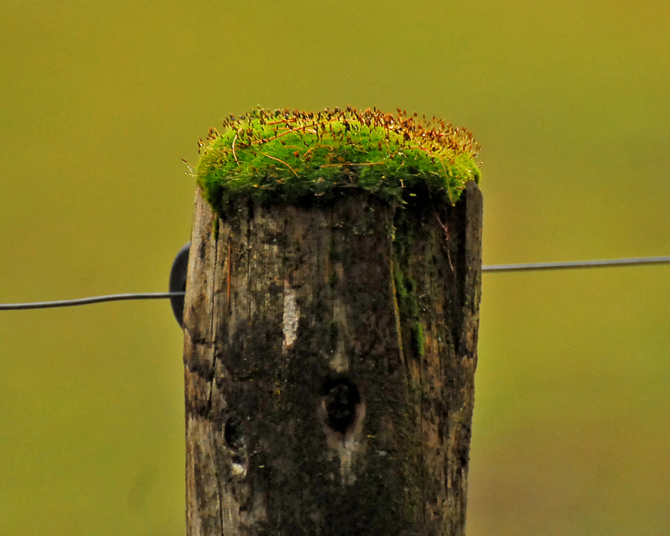 Natur ist überall