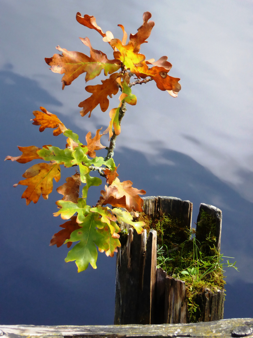 Natur ist, wenn man trotzdem lacht