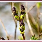 Natur-Juwelen (mit Gedicht)