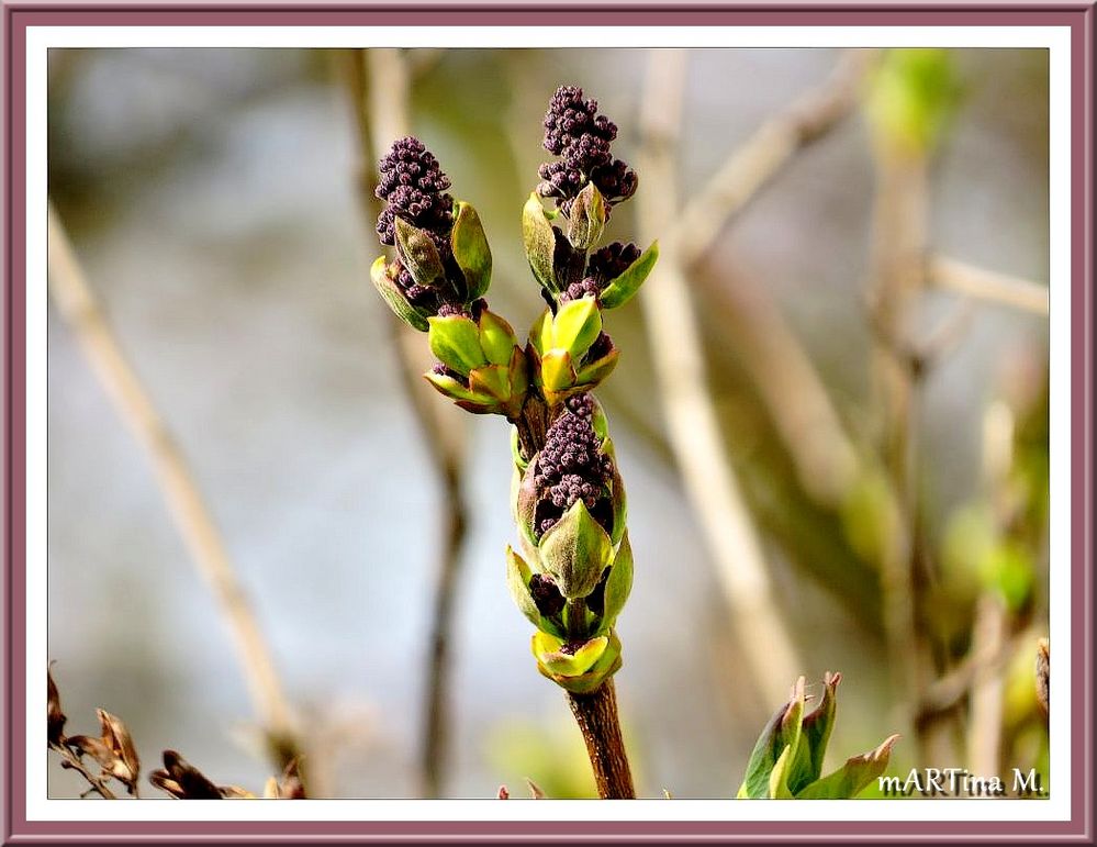 Natur-Juwelen (mit Gedicht)