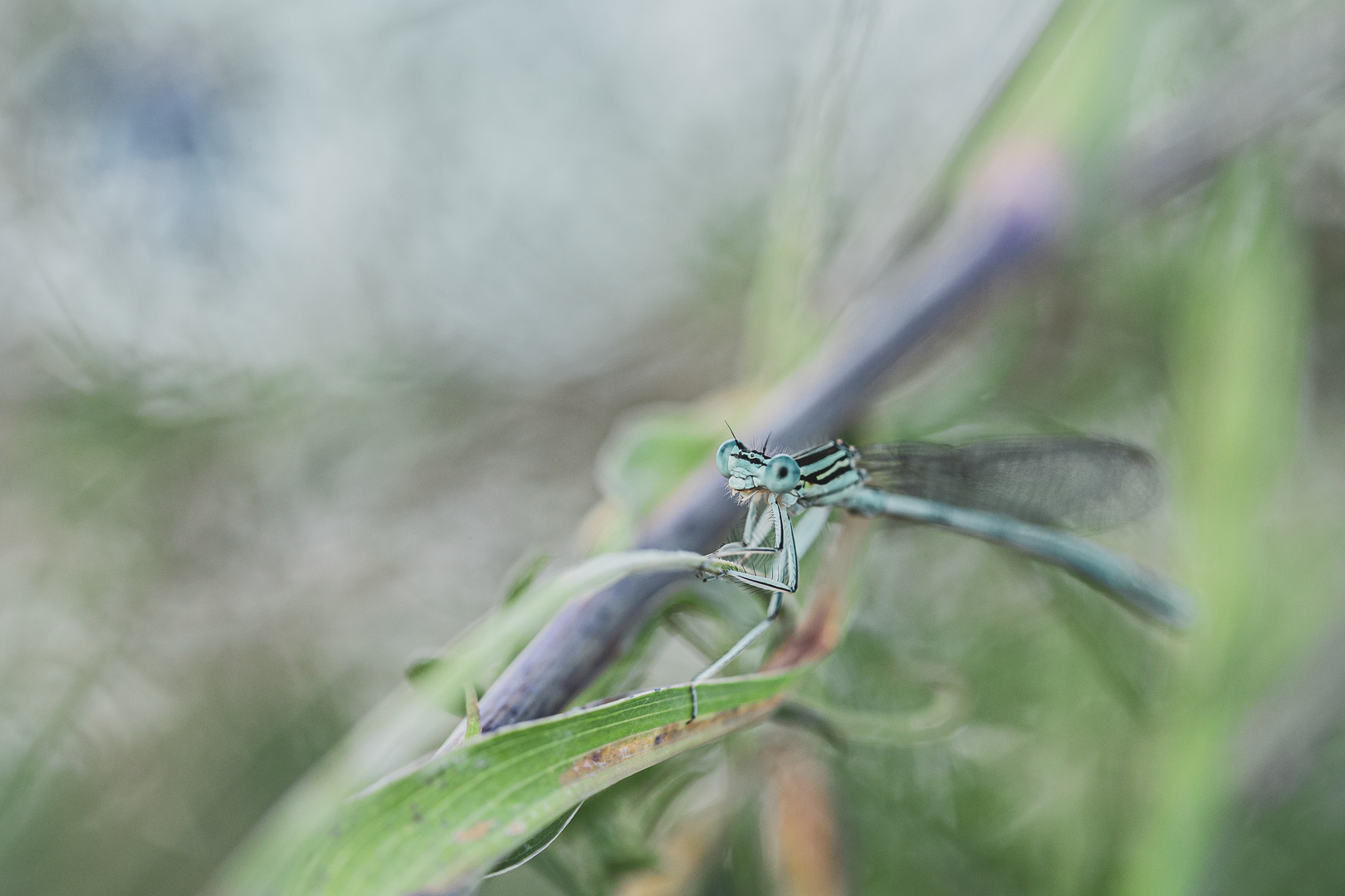 Natur kann auch abstrakt sein