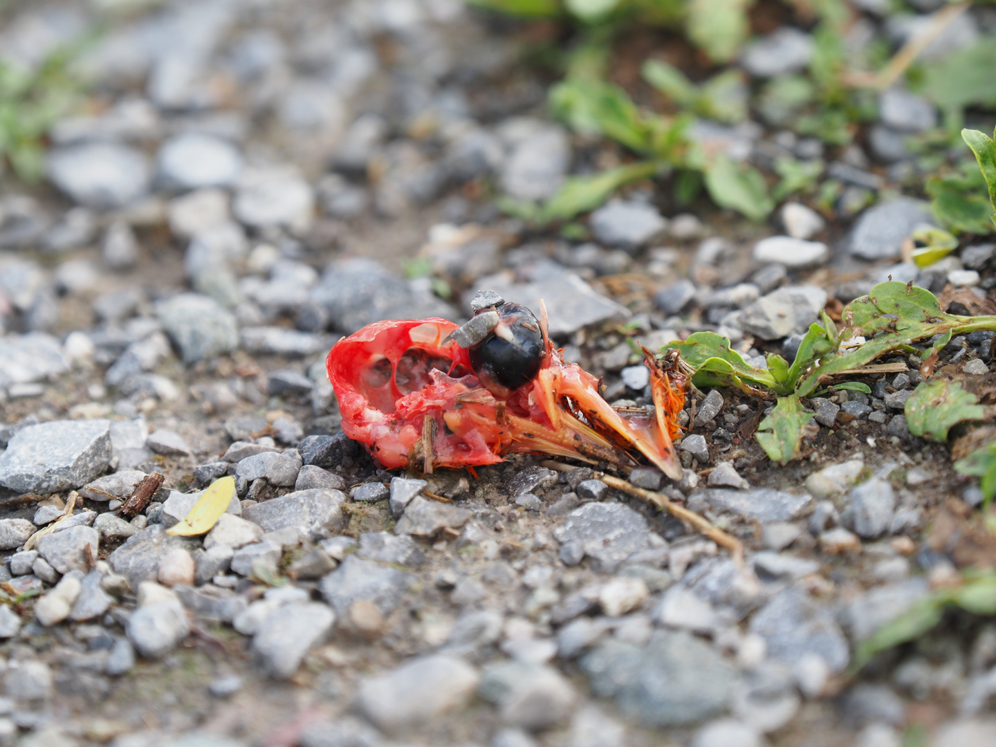 Natur kann brutal sein