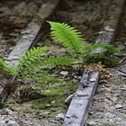 Natur kommt immer zurück