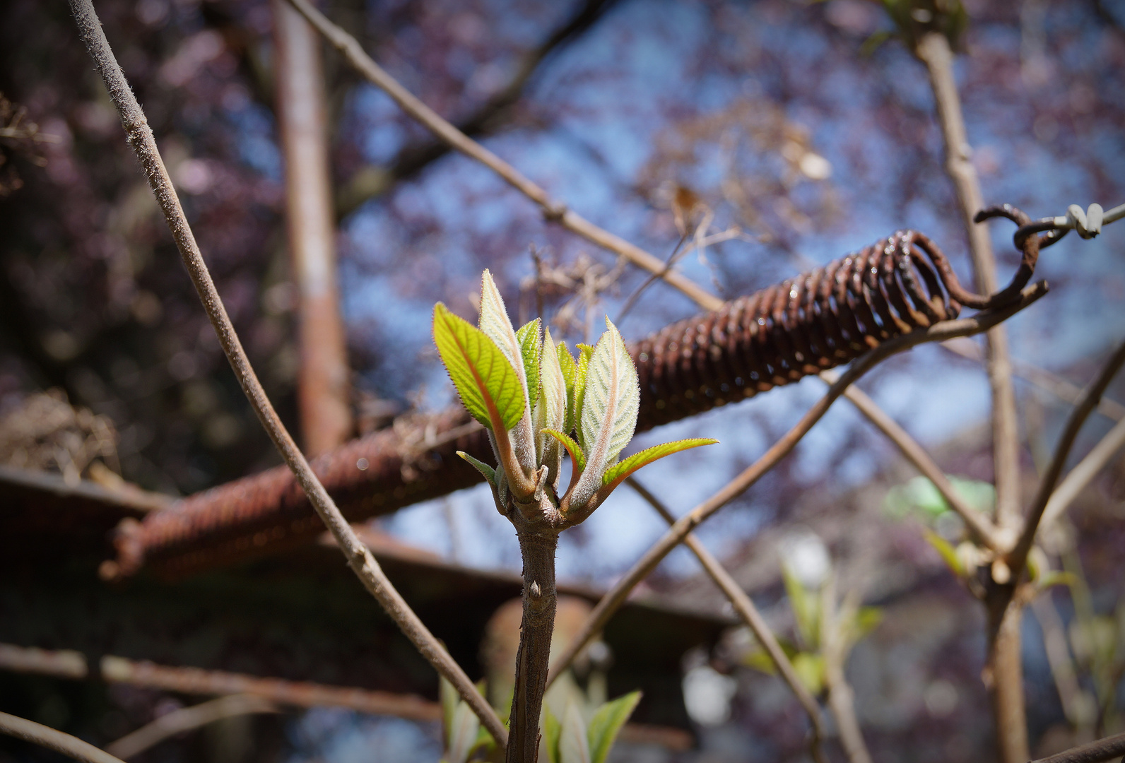 Natur kommt zurück